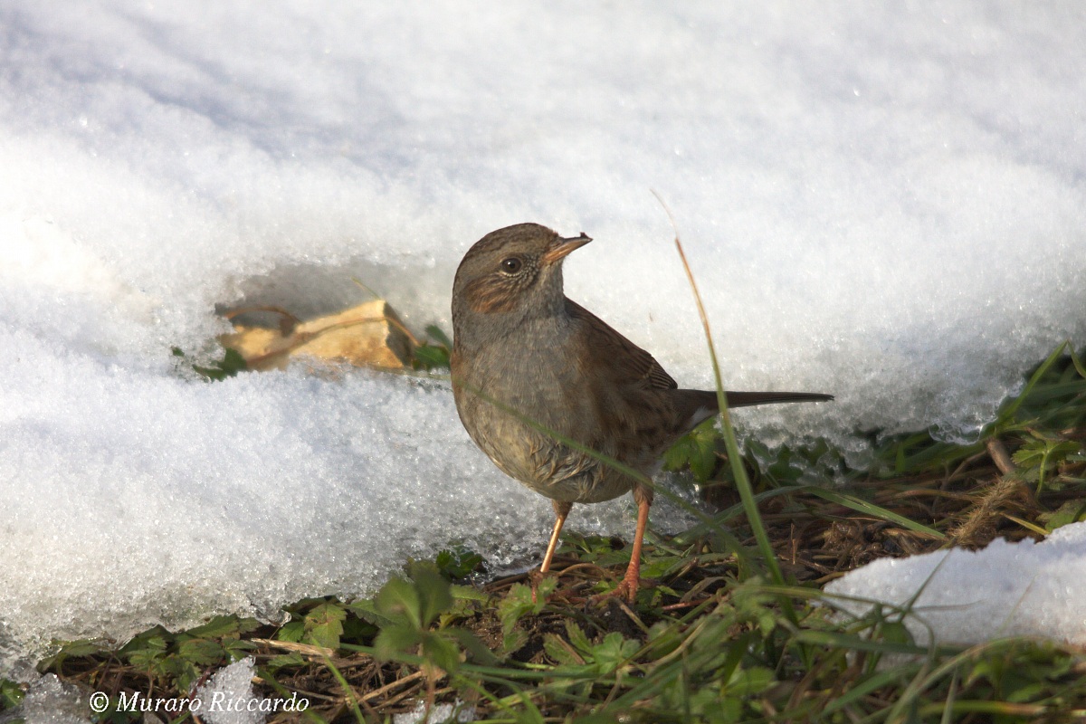Dunnock