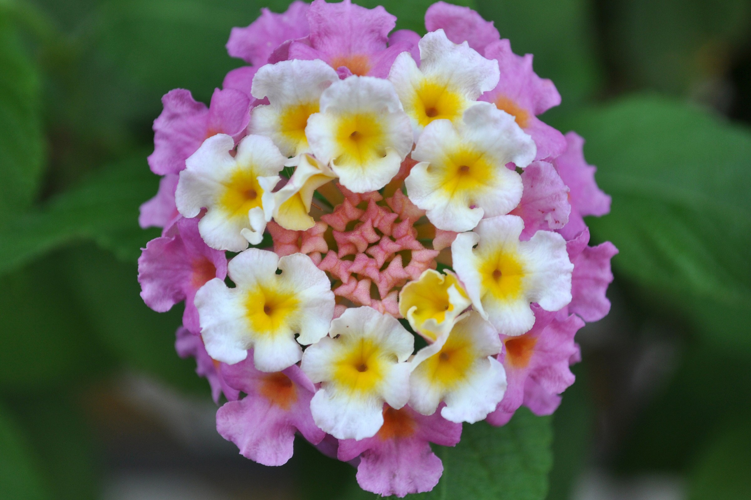 Strange Flowers (All together for a ball)