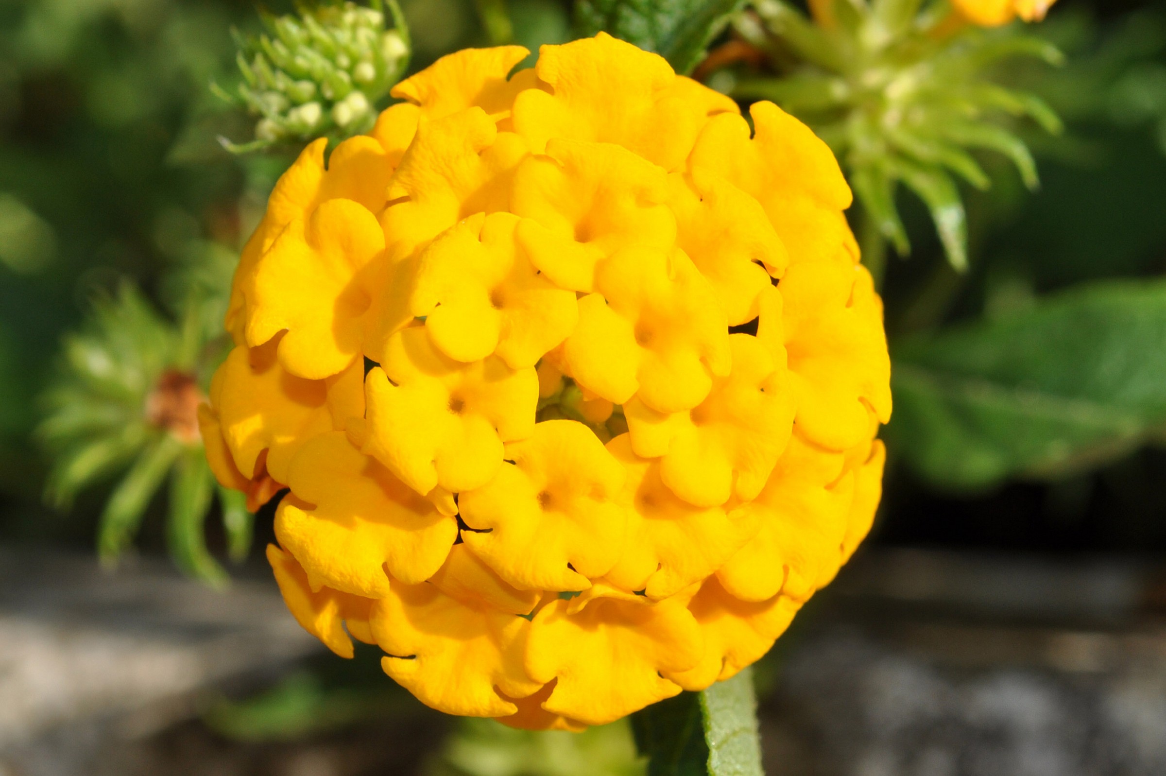 Strange Flowers 2 (Increasingly Ball)