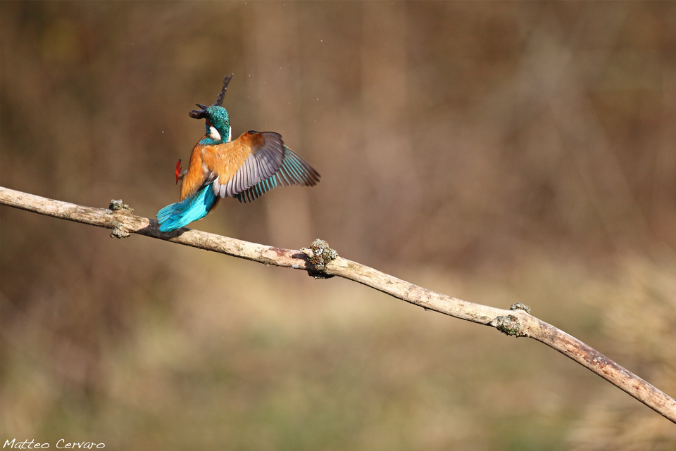 Il rito della pesca...
