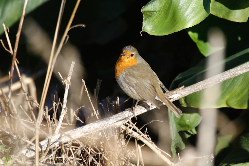 Primo gennaio da pettirosso