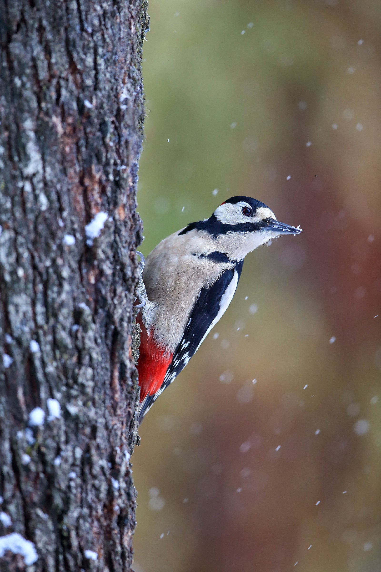 The woodpecker and snow