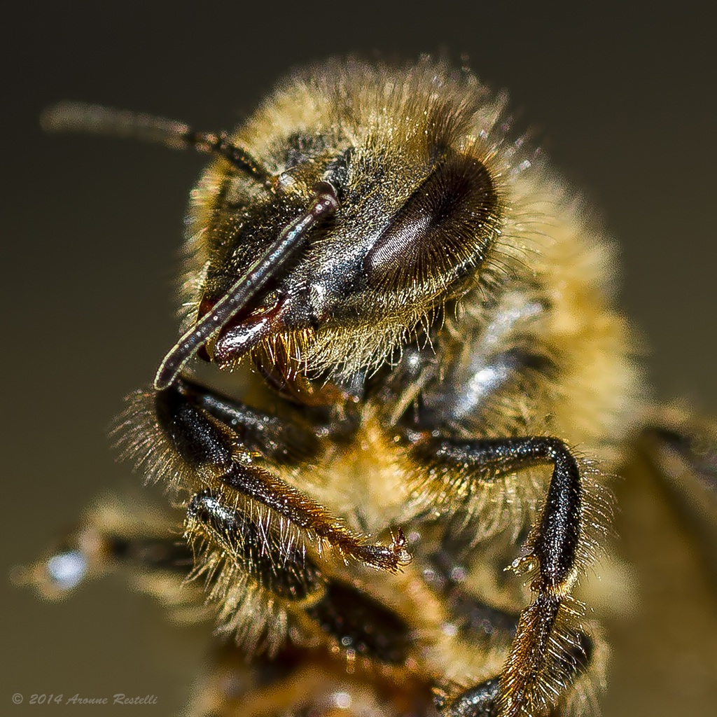Bee