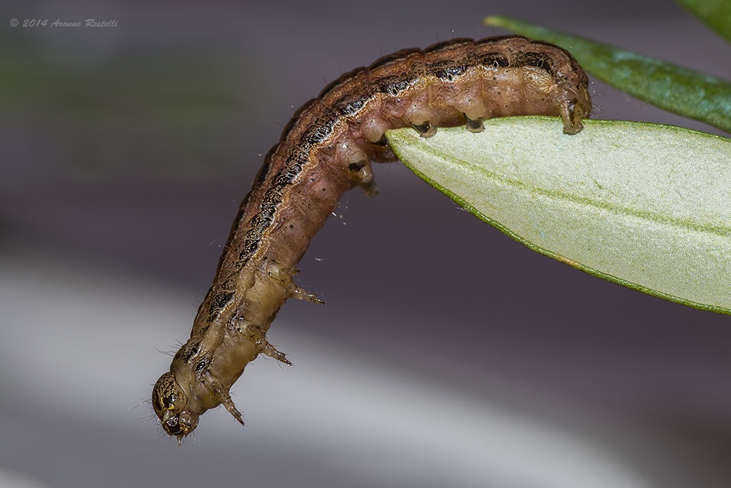 Caterpillar
