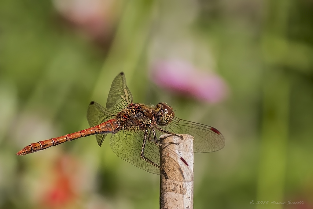 Dragonfly