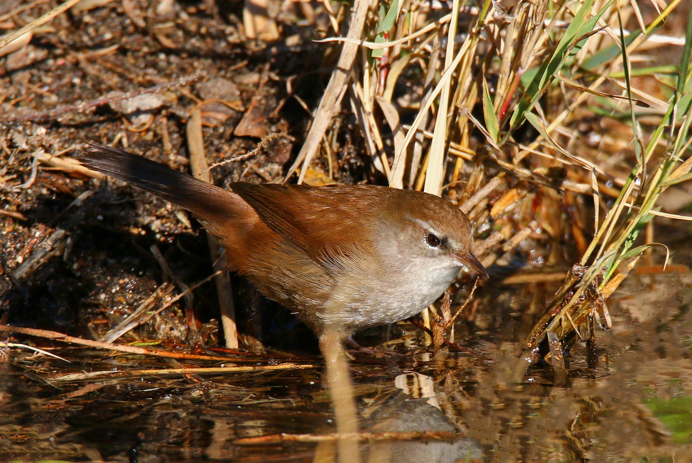 Cetti's Warbler