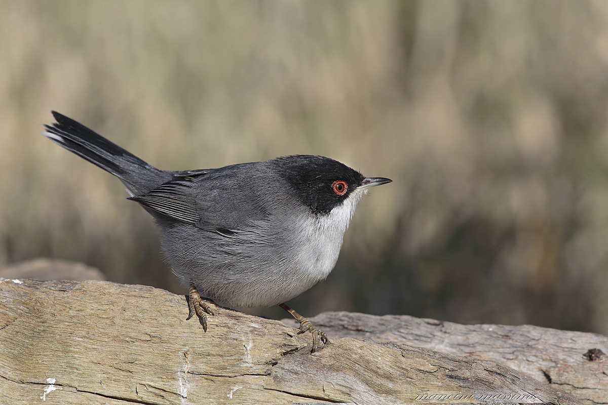 M Warbler (Sylvia melanocephala)