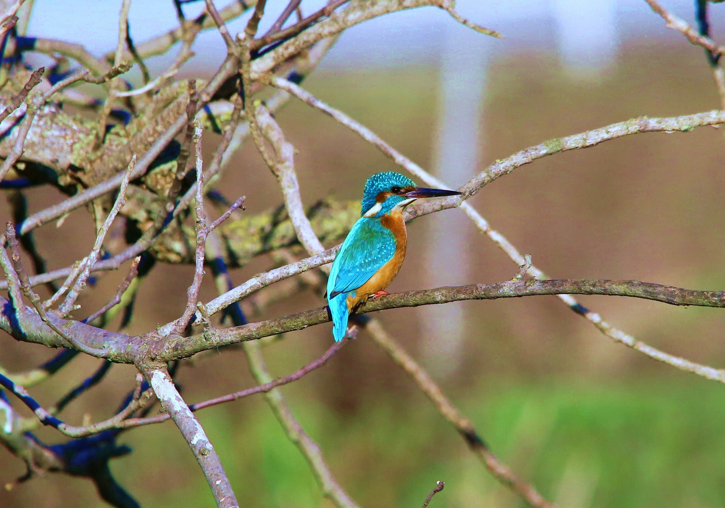 Kingfisher