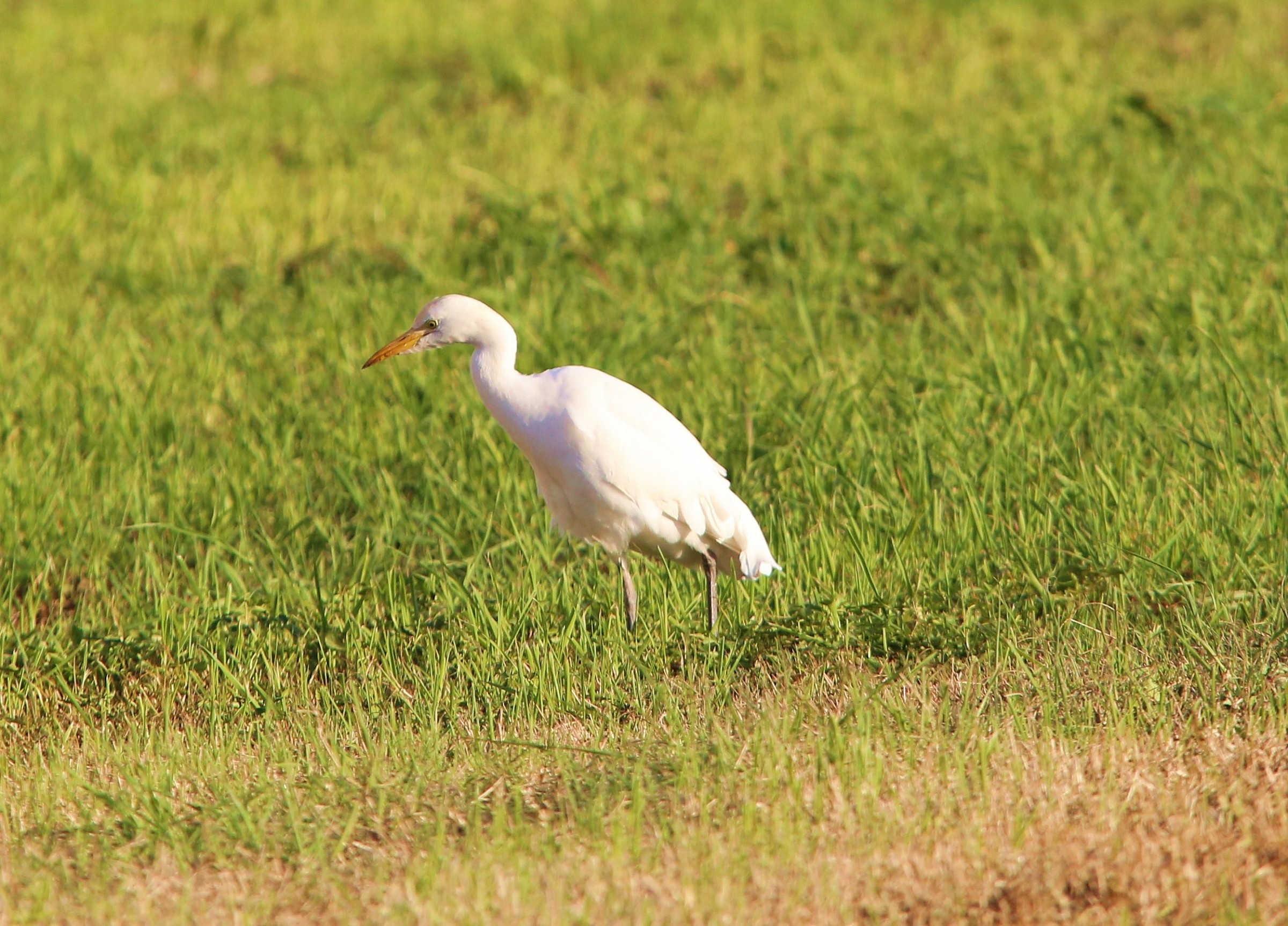 Egret guadabuoi