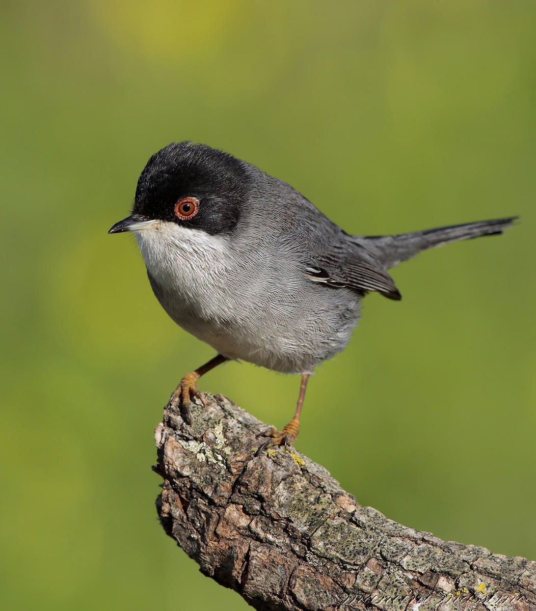 M Warbler (Sylvia melanocephala)