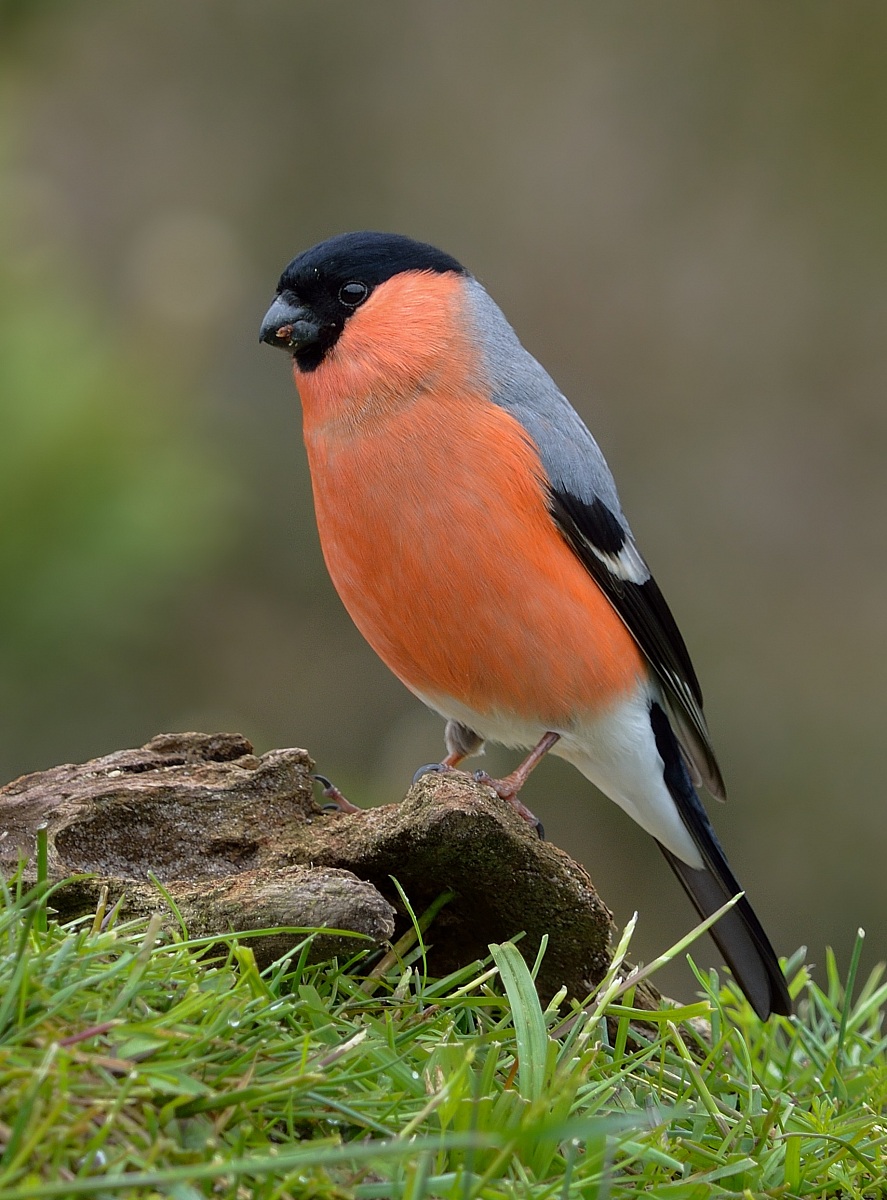Bullfinch