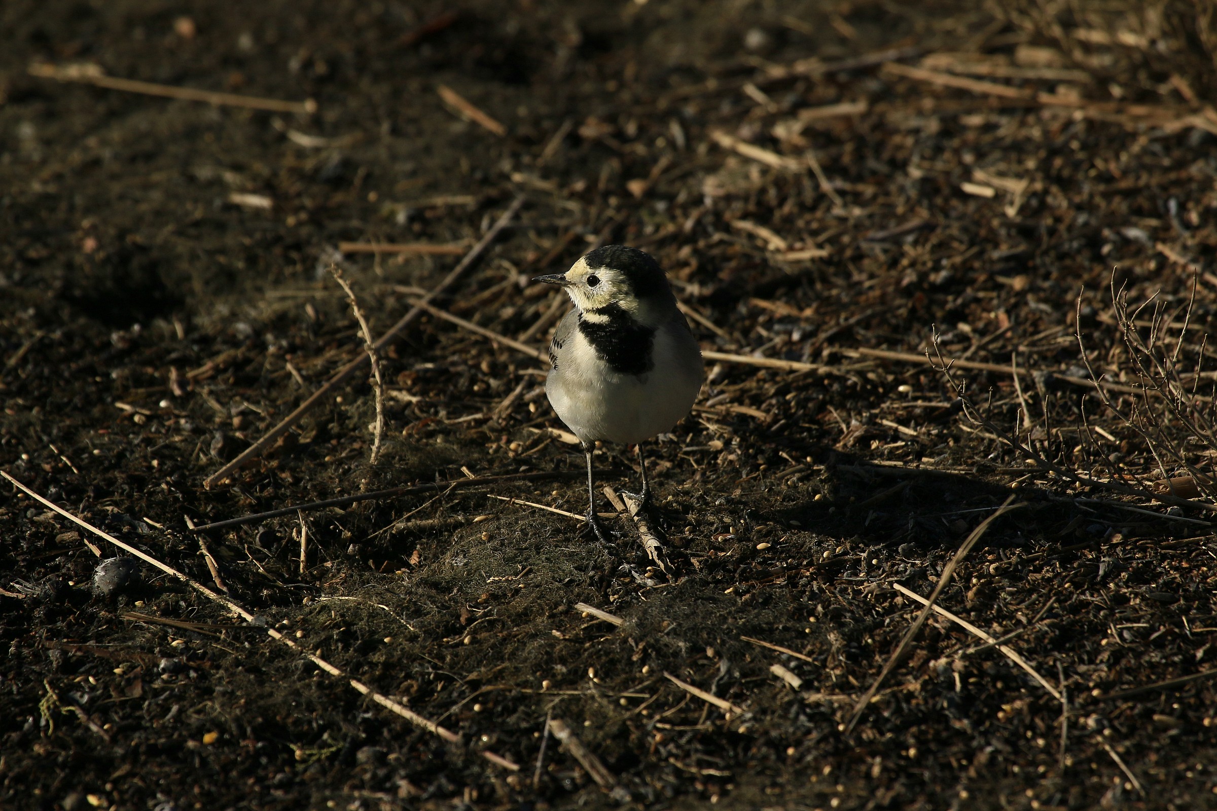 Ballerina Bianca2015