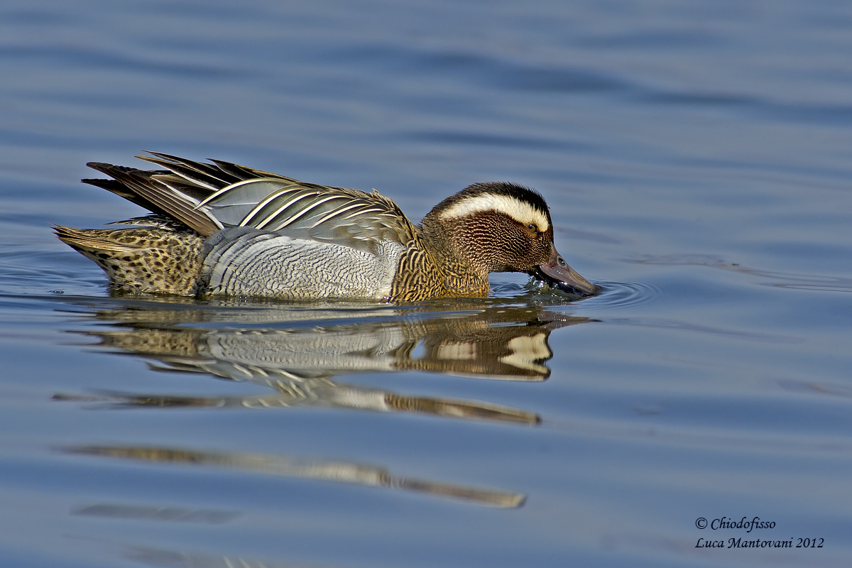 Garganey male