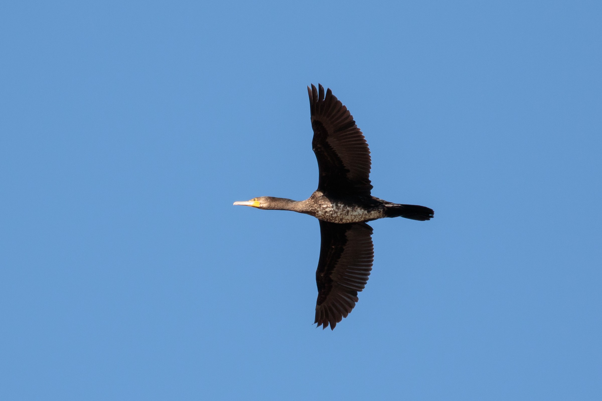Test su soggetti in volo, 7d2+100-400is II