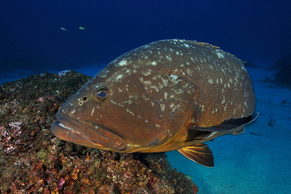 Le Regine del Mediterraneo.