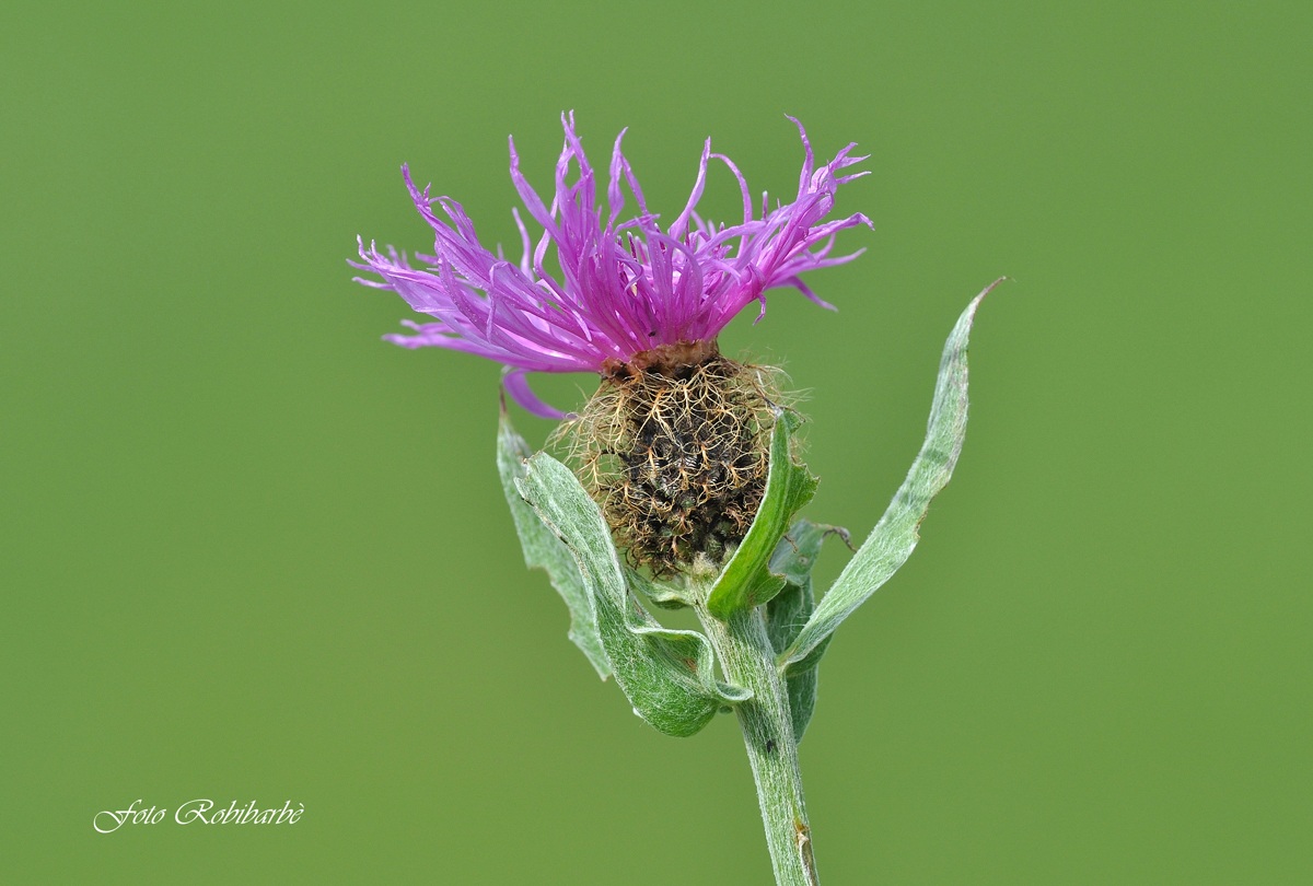 Fiordaliso...centaurea nervosa...