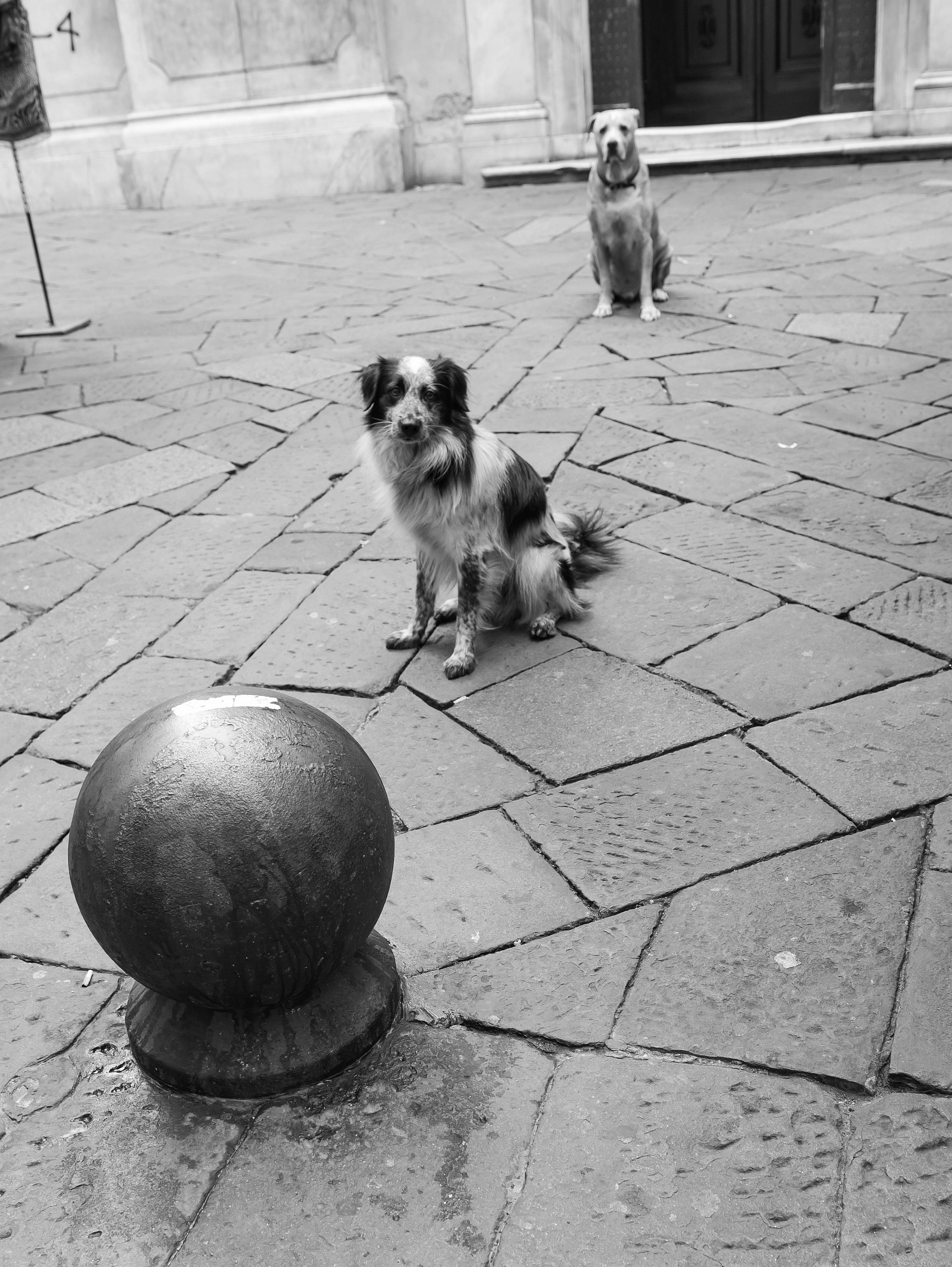 Cani in fila, Genova, Italia