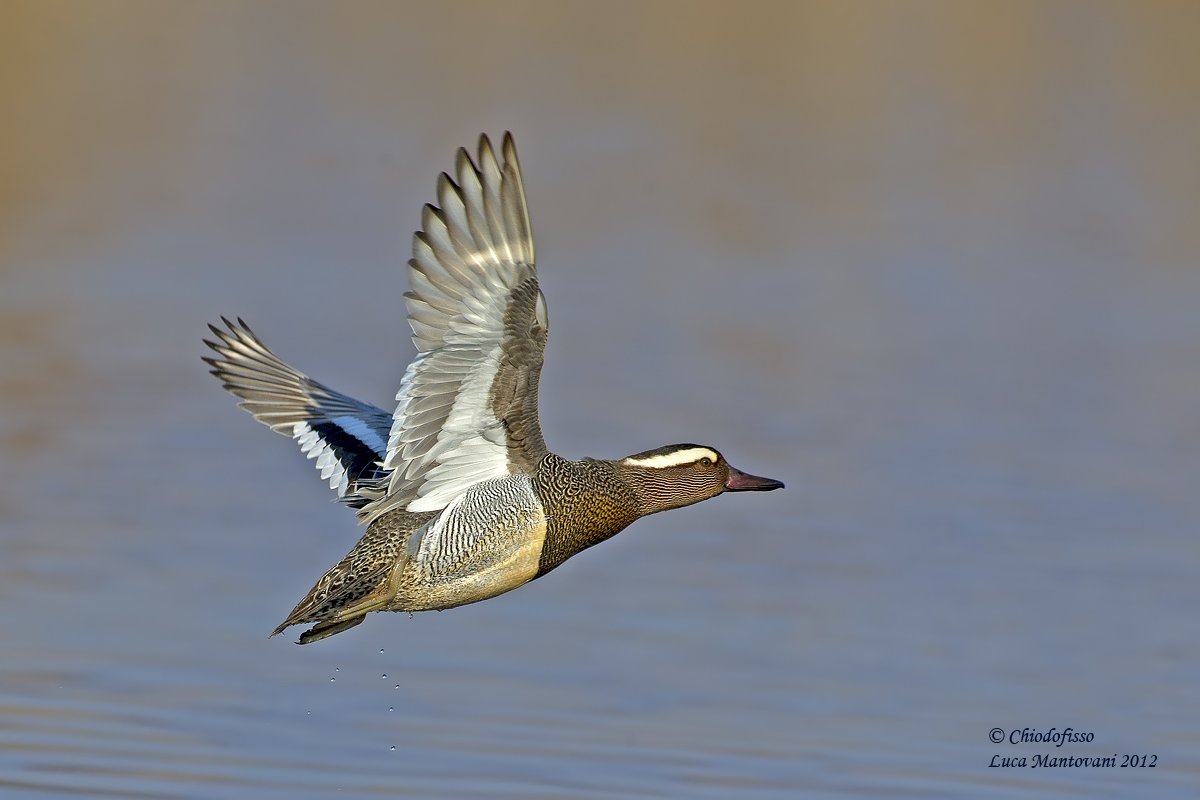 Male Garganey in flight
