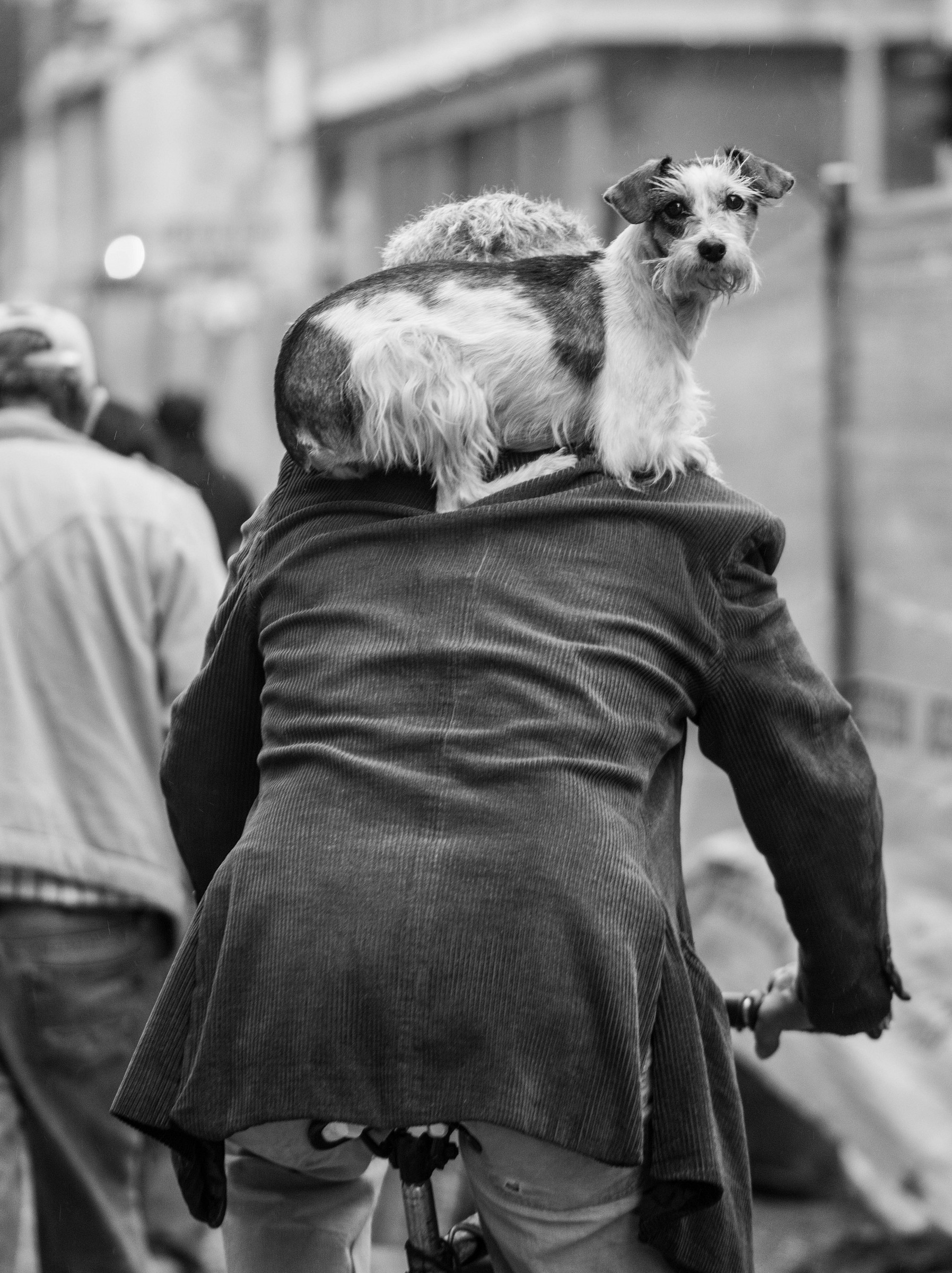 Dog taxi, bogotà, Colombia