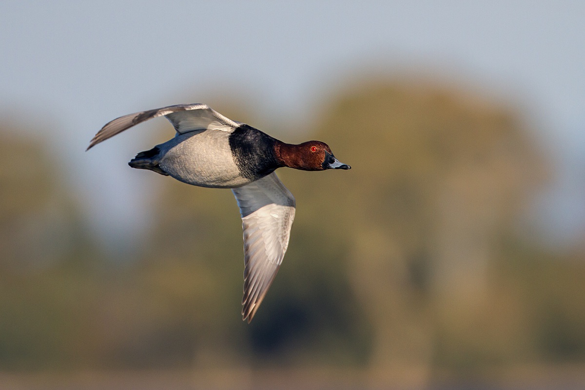 Pochard in flight