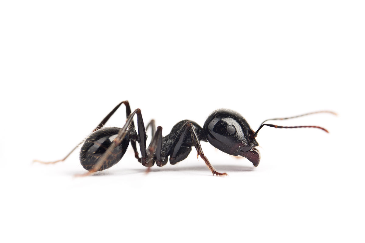 Ant