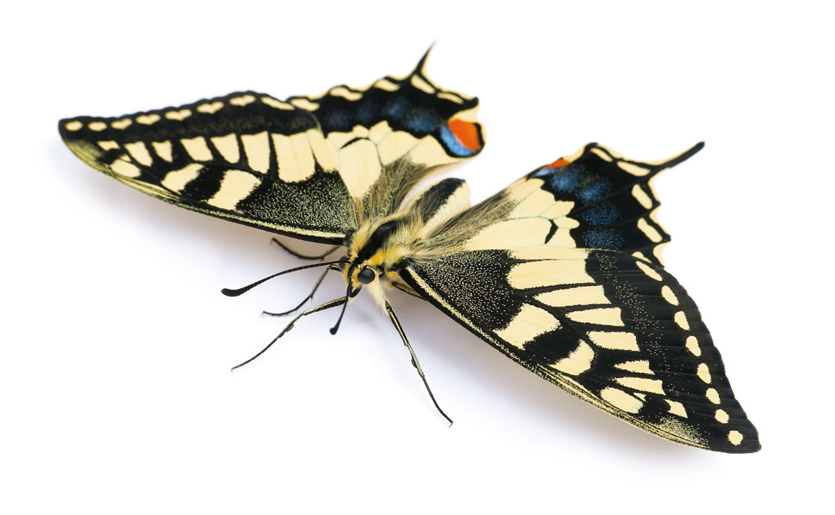 Machaon