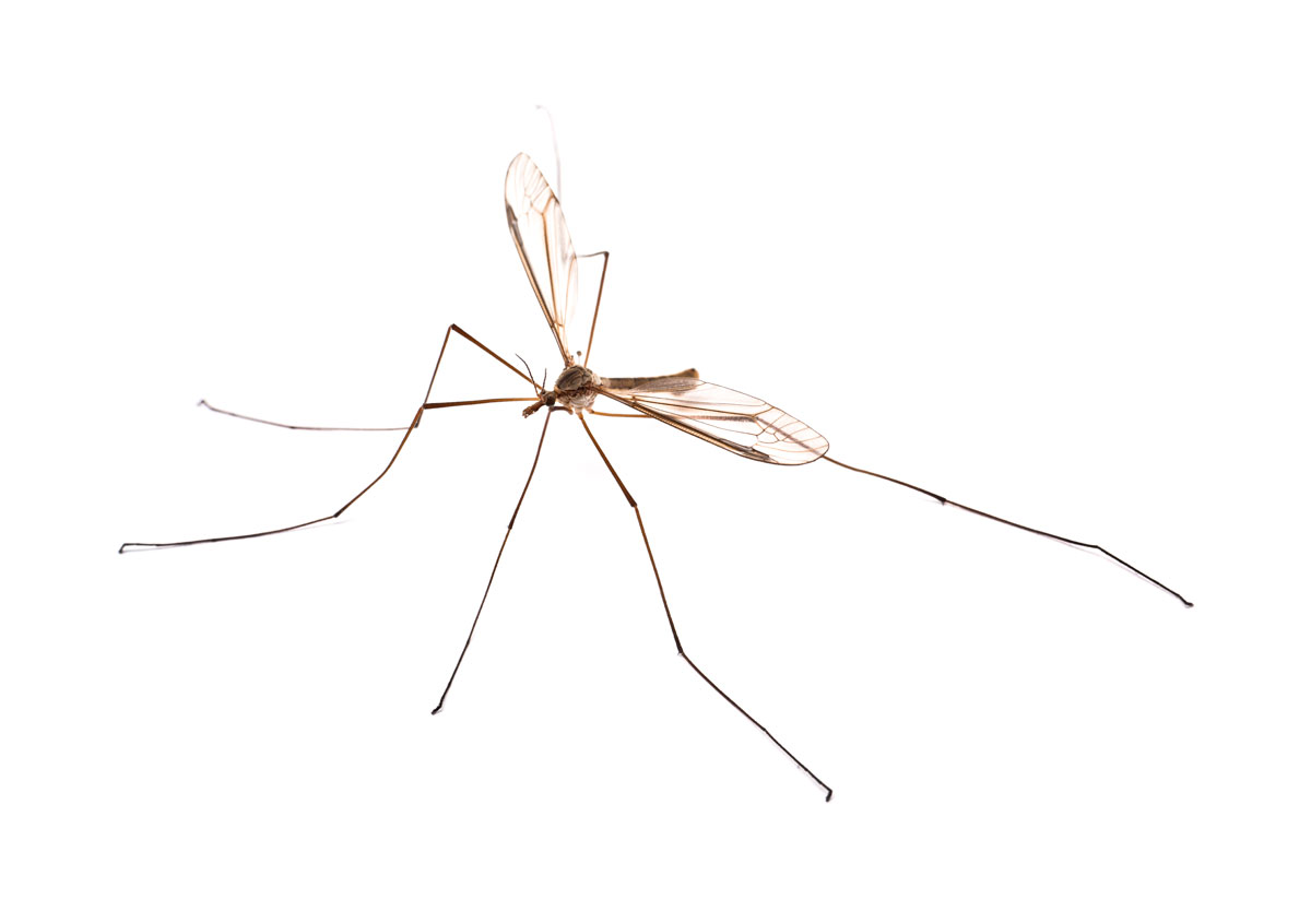 Daddy longlegs