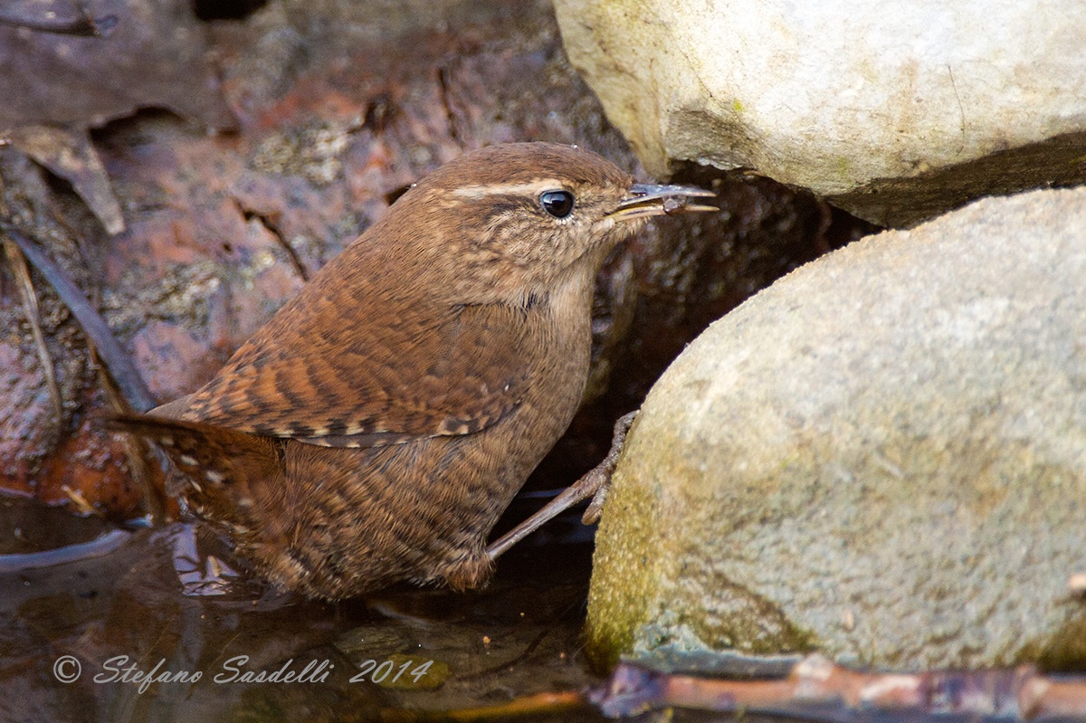 Wren