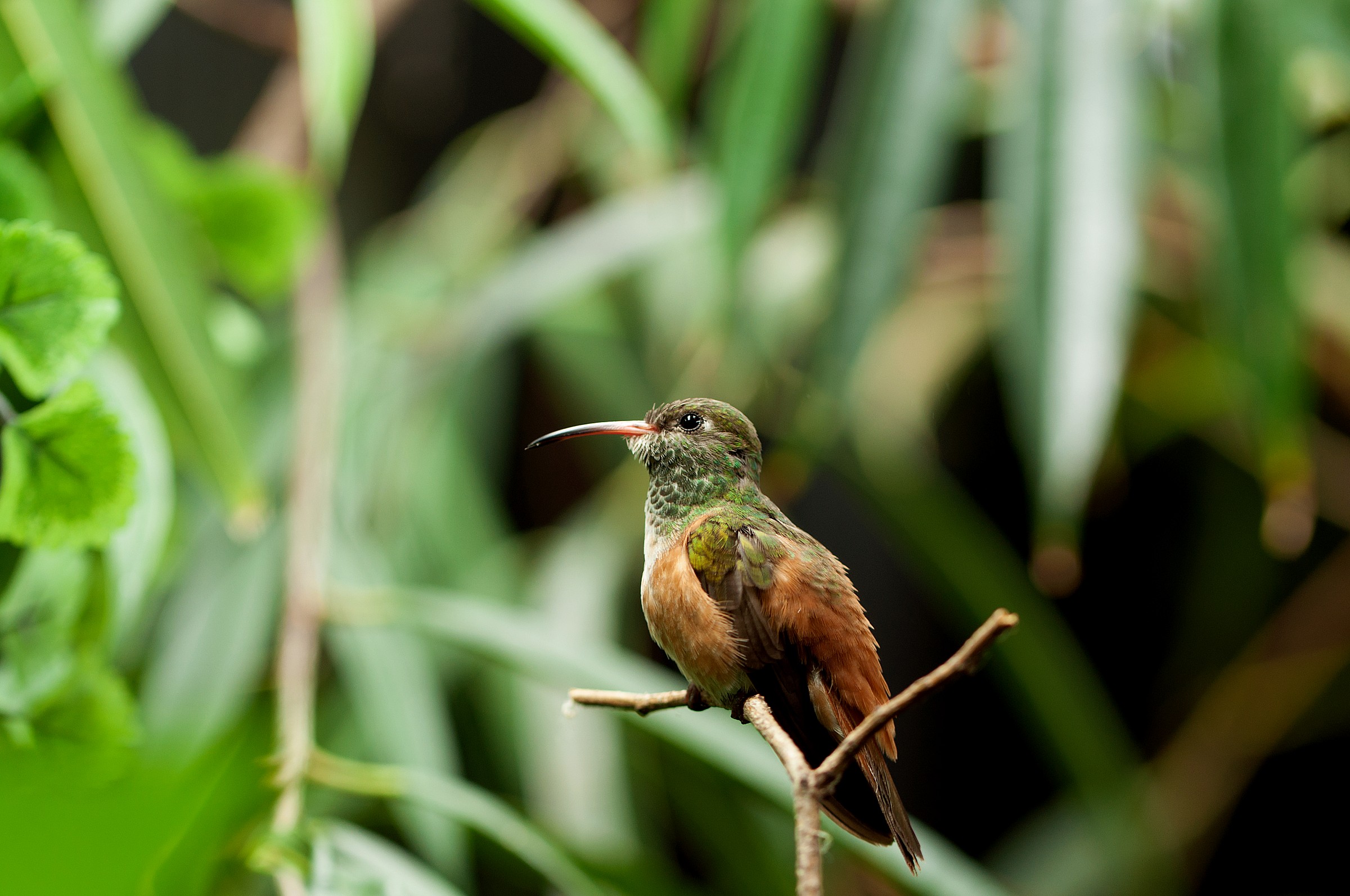 The rest of the Colibri '