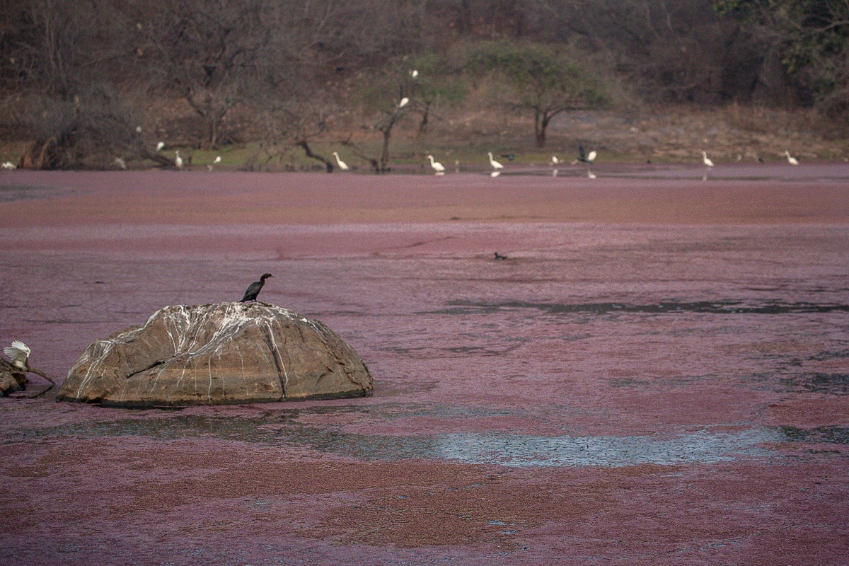 pink lake