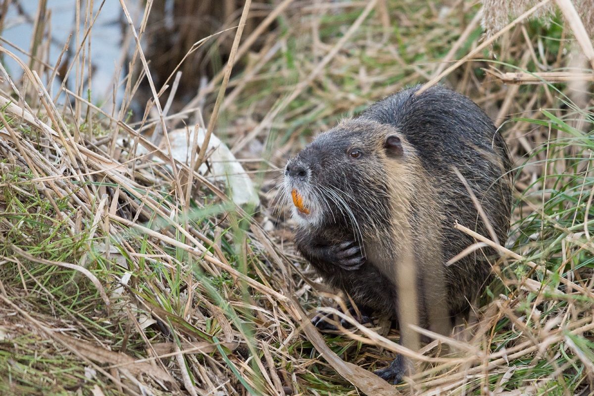 Coypu (hand on heart)