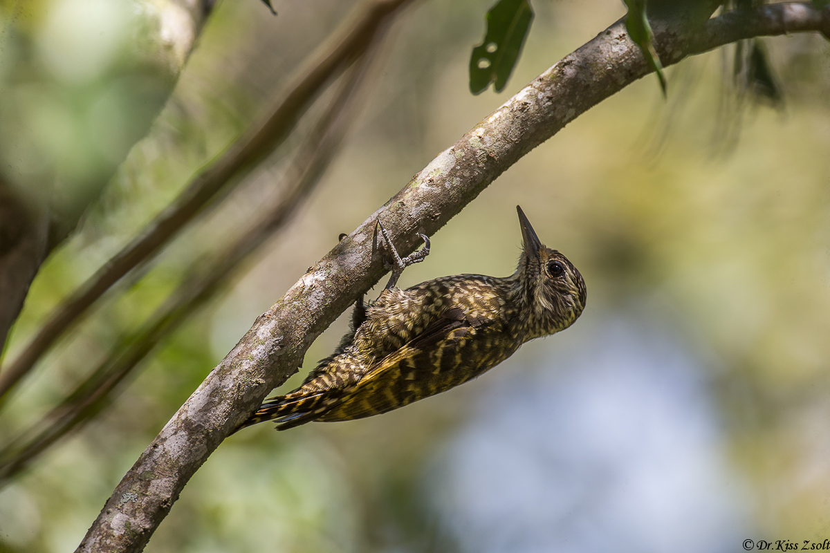 Picchio White-spotted