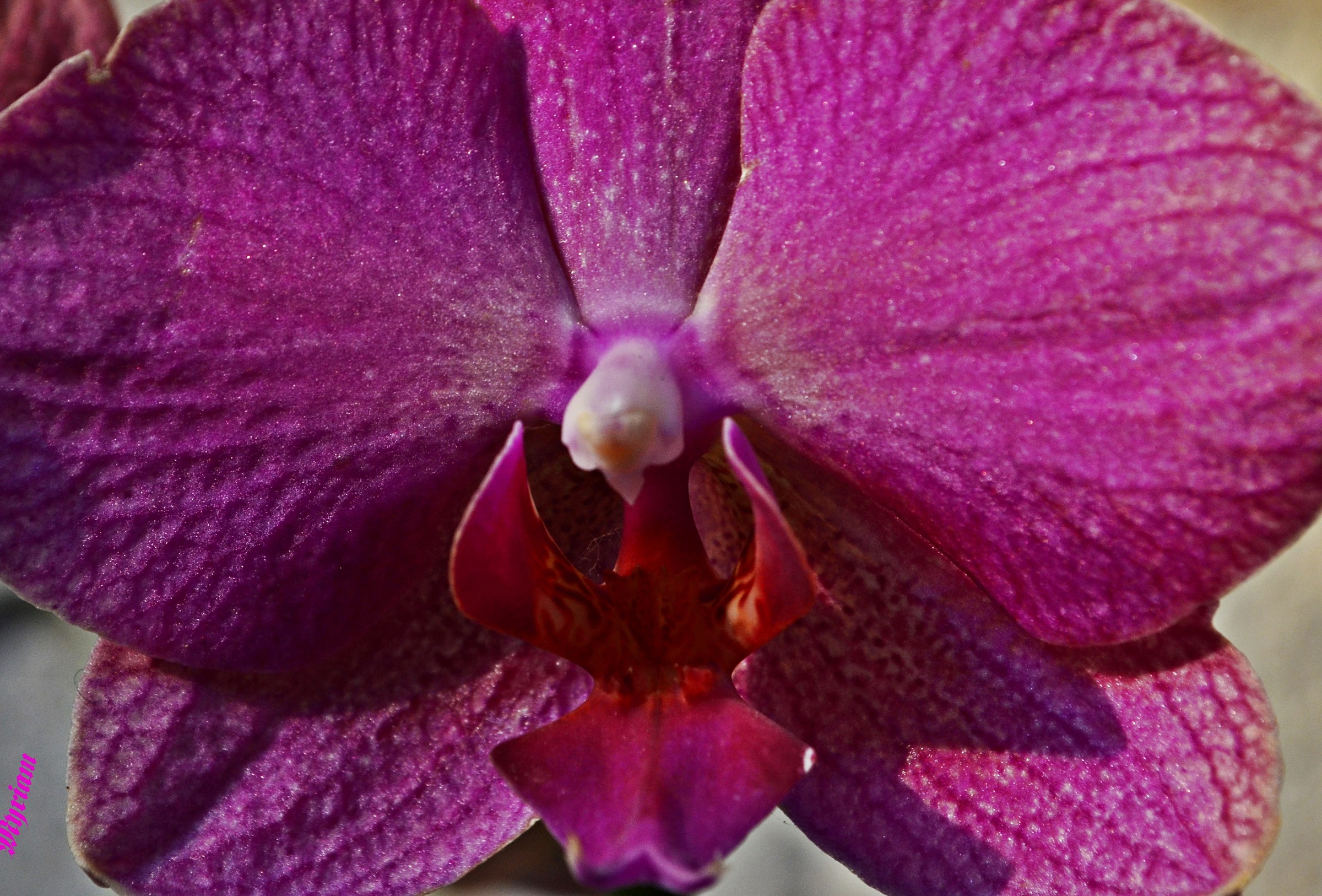 orchid, beauty, capturing the safety of its charm.