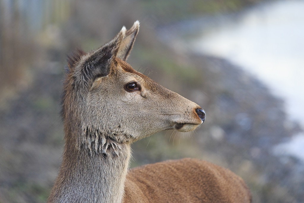 female deer
