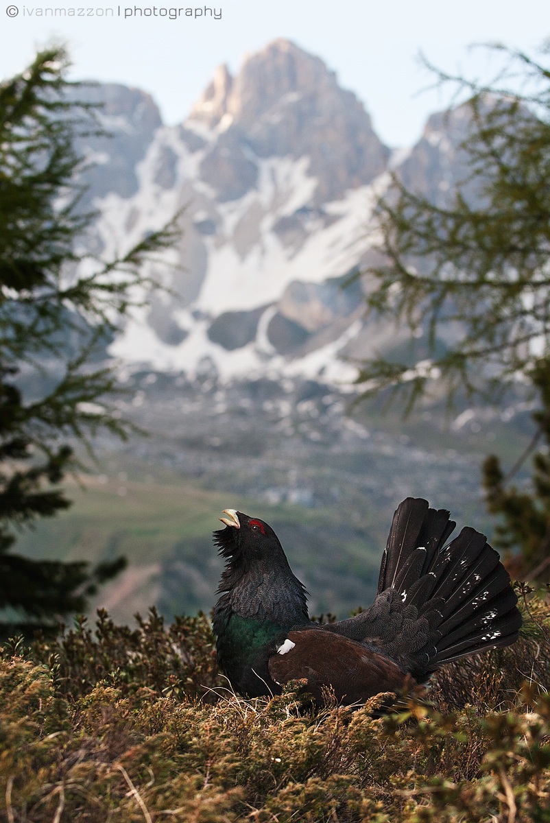 The capercaillie and his kingdom