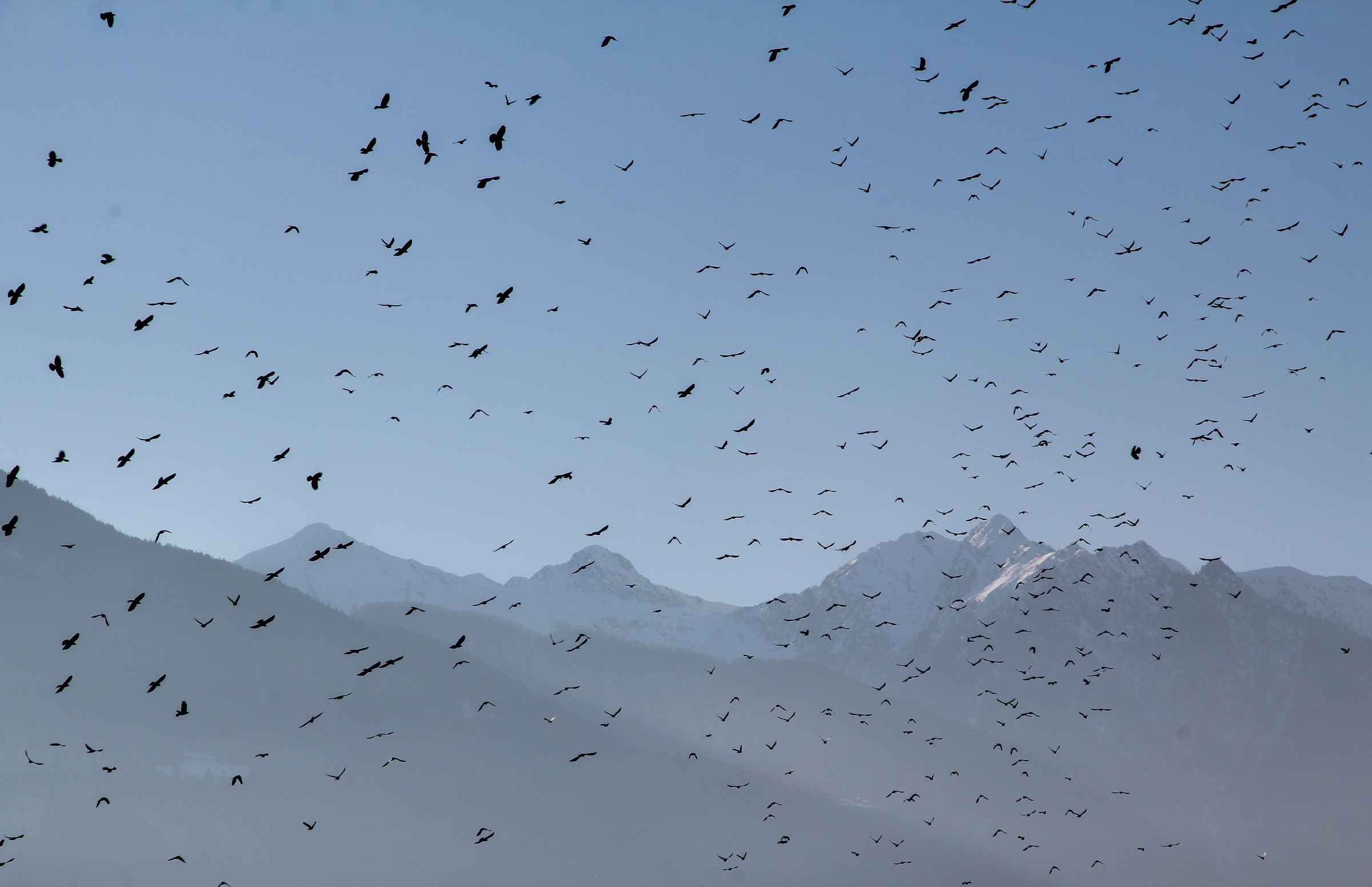 flocks of birds blacks .....