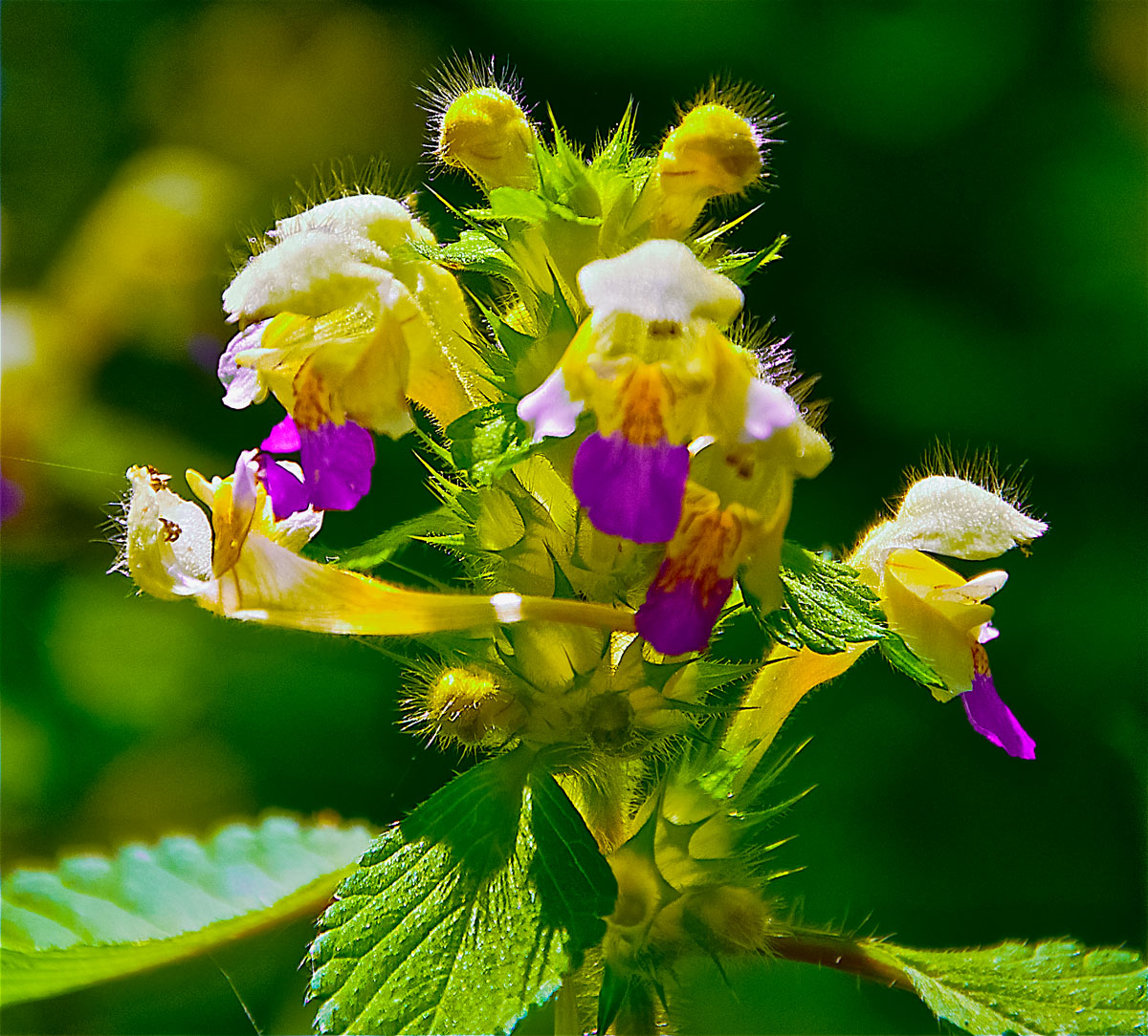 summer flower in austria