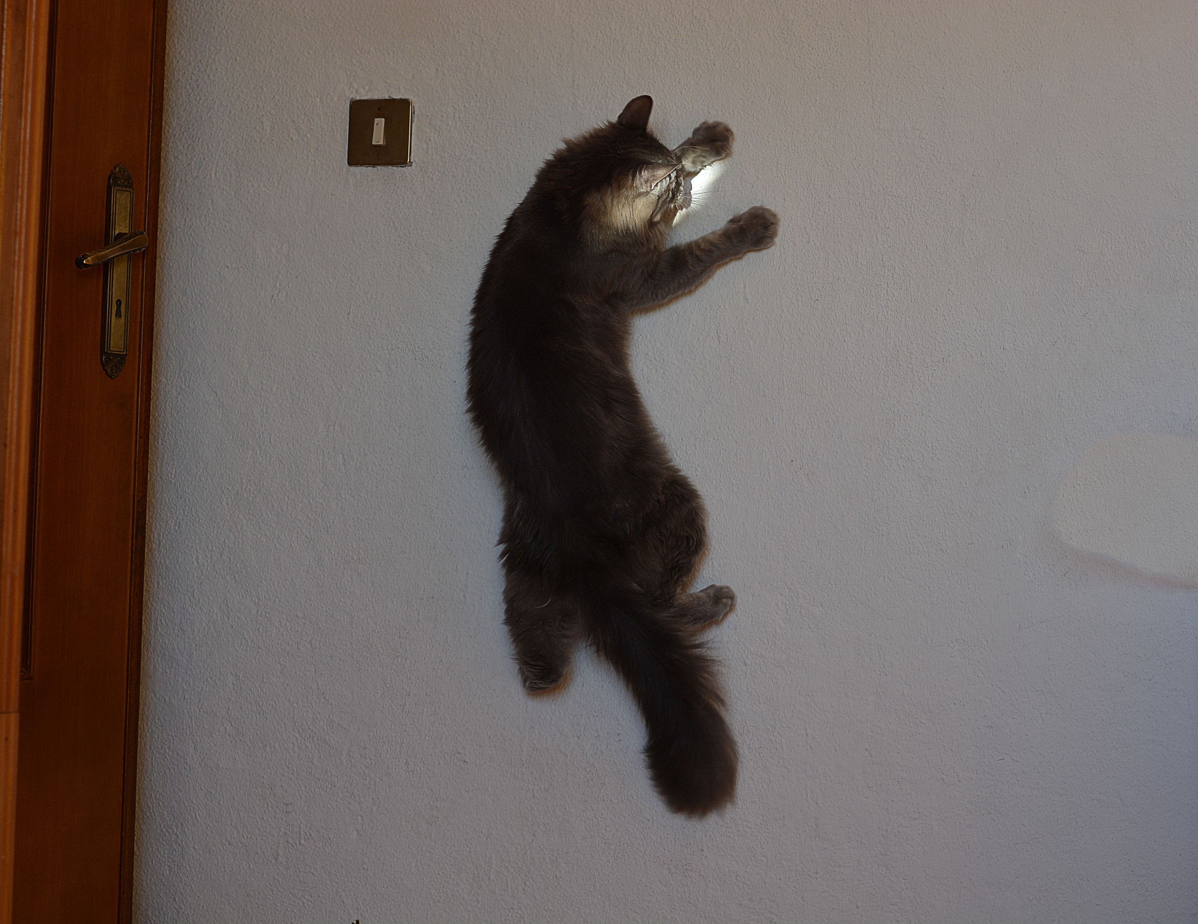 Spidercat