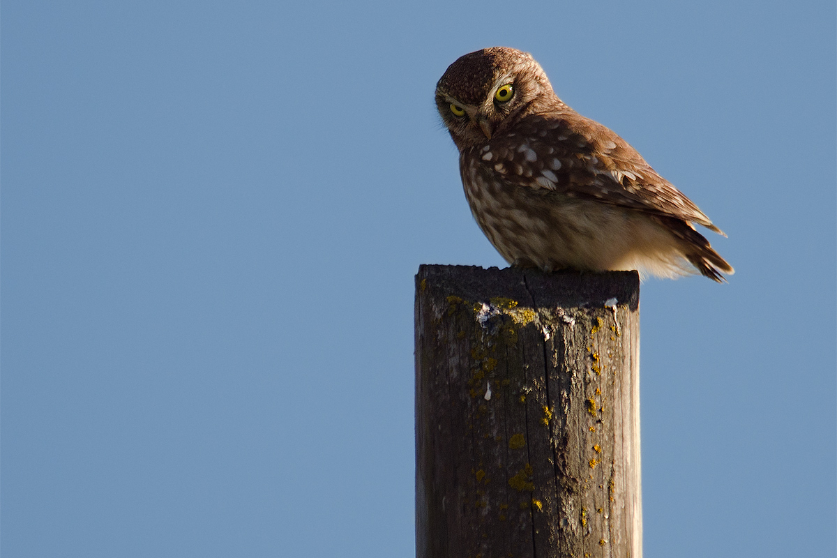 Now I come here and I'll break your face!