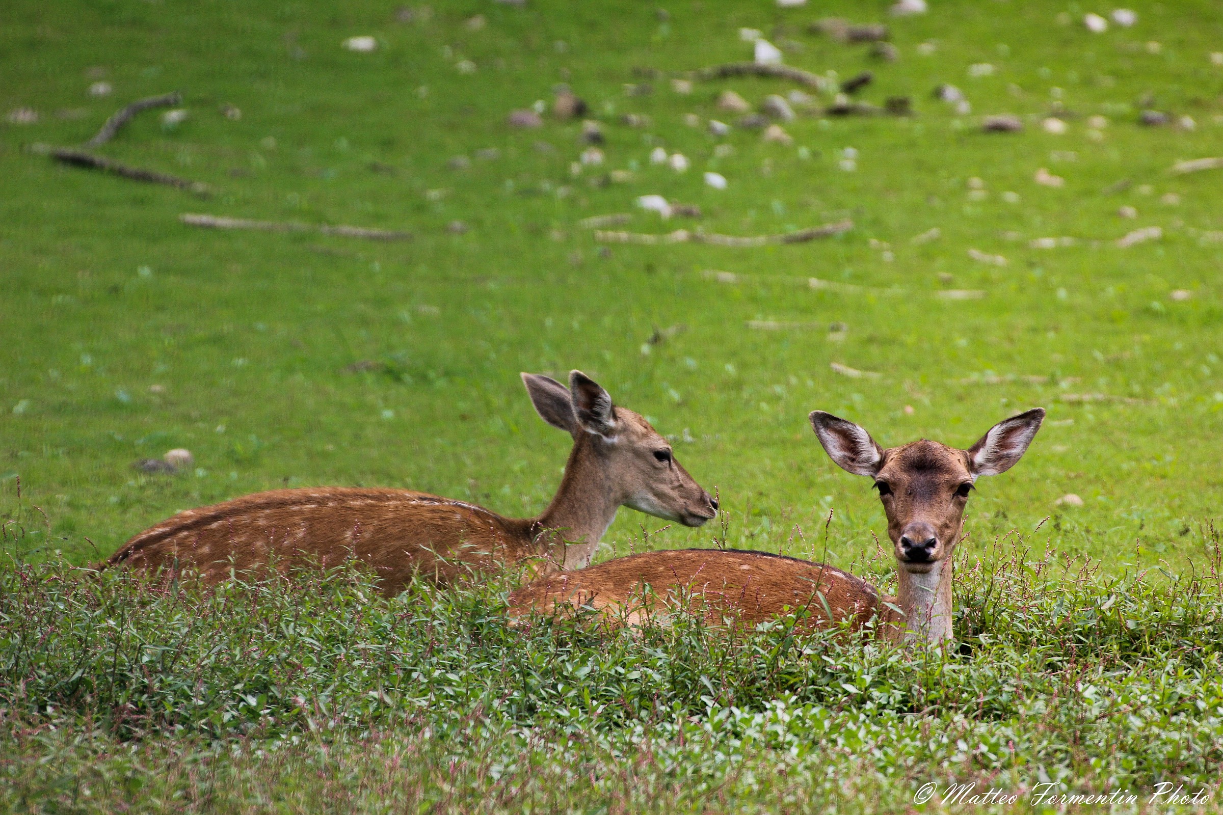 Fawns