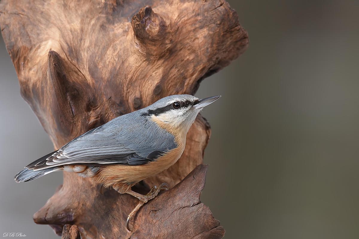 Nuthatch (Sitta europaea)