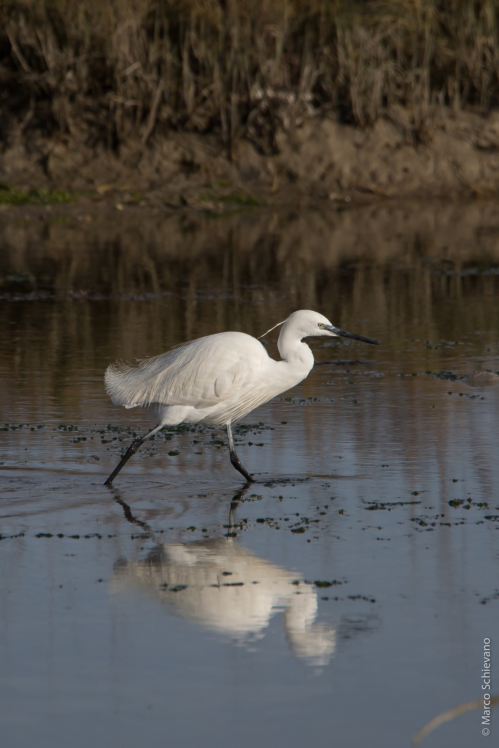 Egret