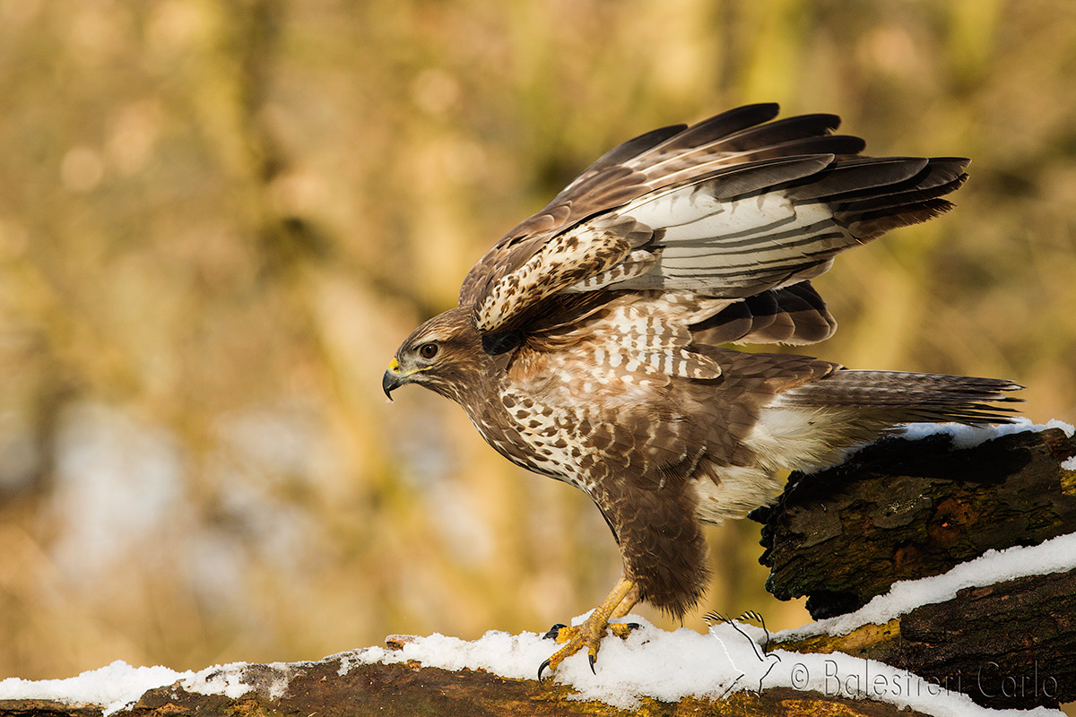 prima della partenza