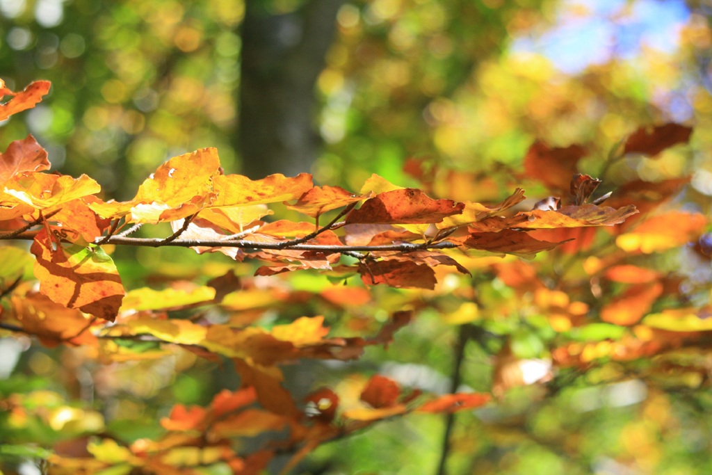 I colori dei faggi in Garfagnana