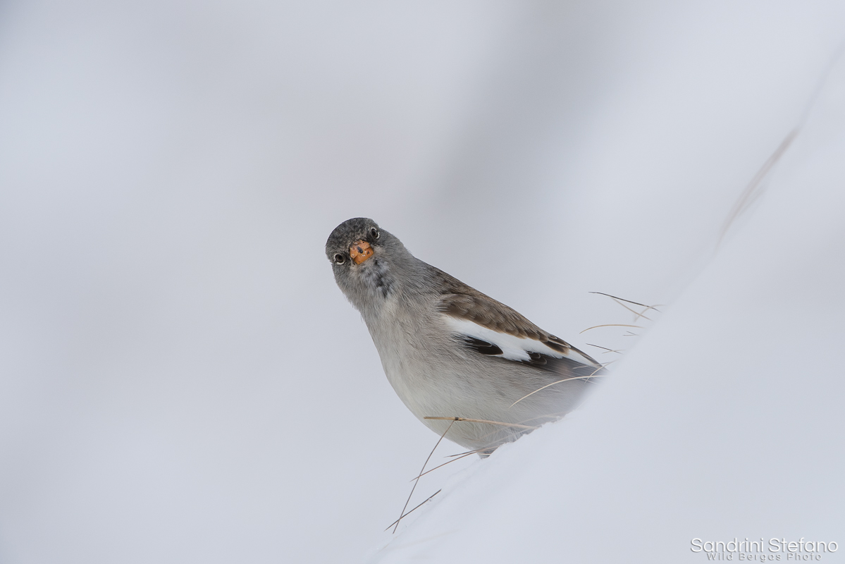 Alpine Chaffinch