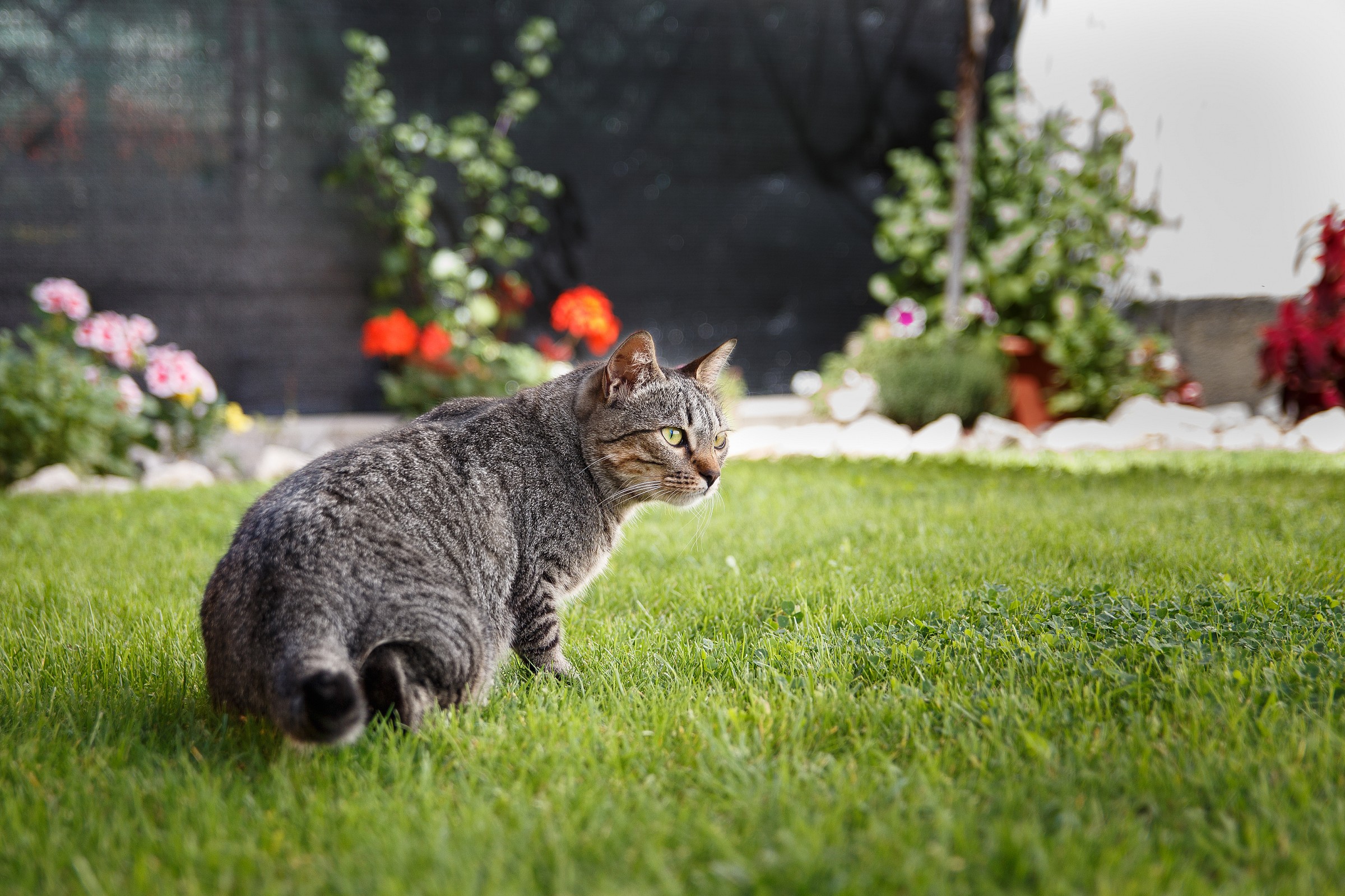 A caccia nel giardino..