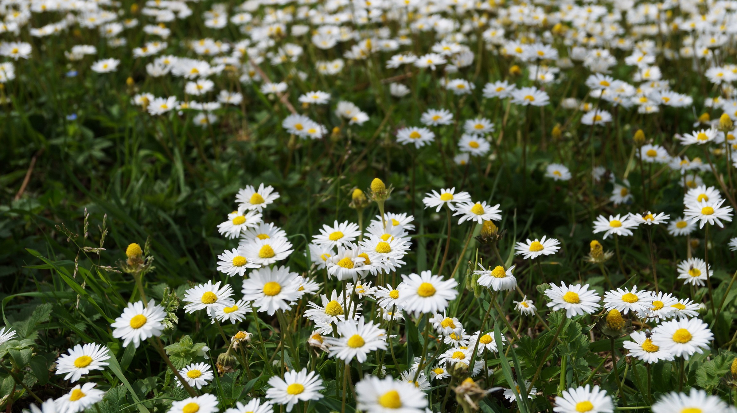 daisies