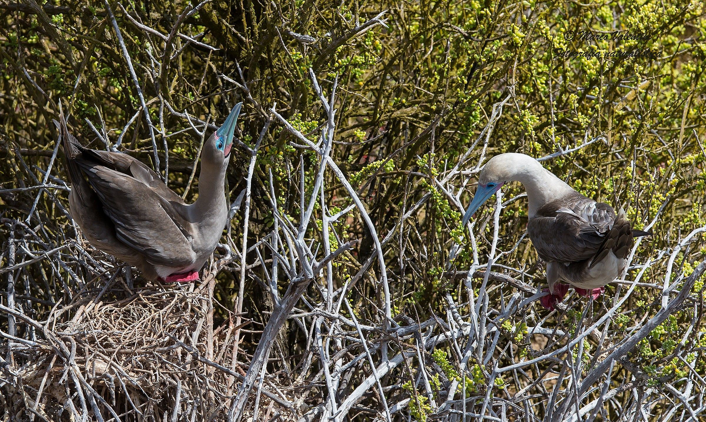 L'inchino e il saluto