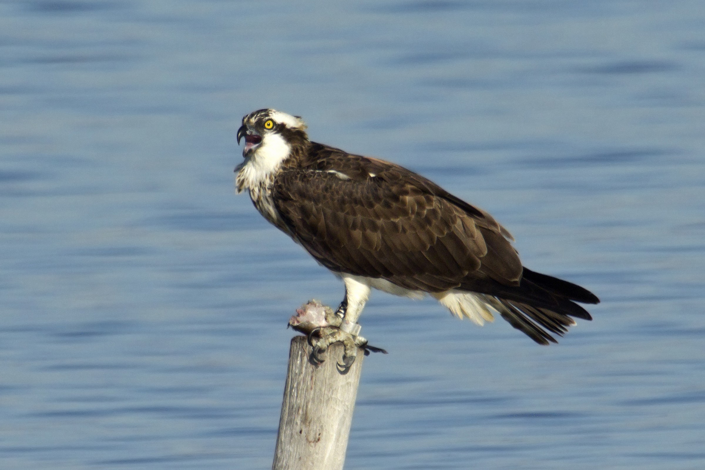 un delicato cinguettio