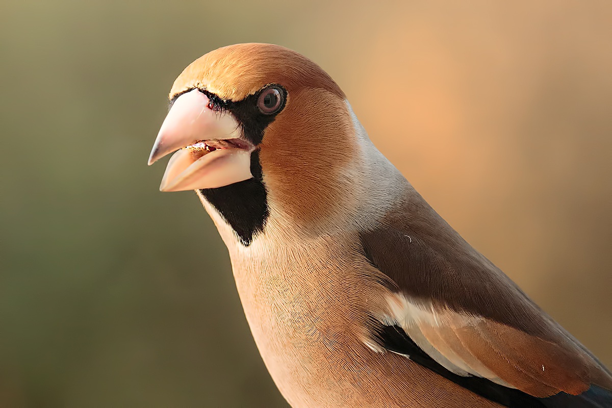Hawfinch portrait .....